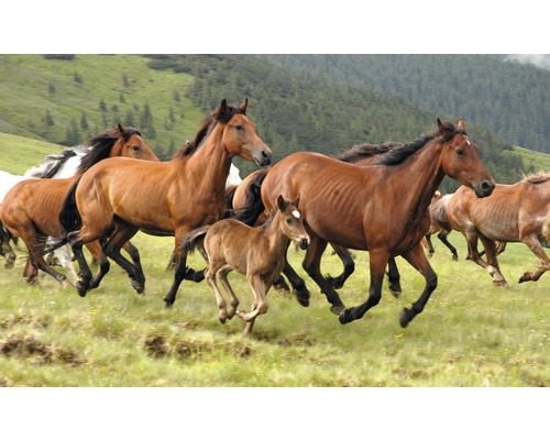 Fototapete Papier 97324 Wild Horses 7-tlg. 350 x 260 cm