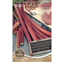 Holsteiner Blut Rhabarber Pflanze im Paket