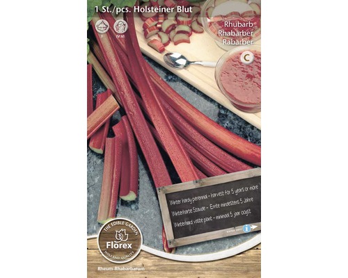 Holsteiner Blut Rhabarber Pflanze im Paket