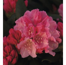 Nahaufnahme einer rosa Rhododendronblüte