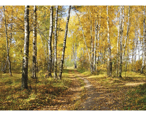 Fototapete Papier Autumn Forest 350 x 260 cm
