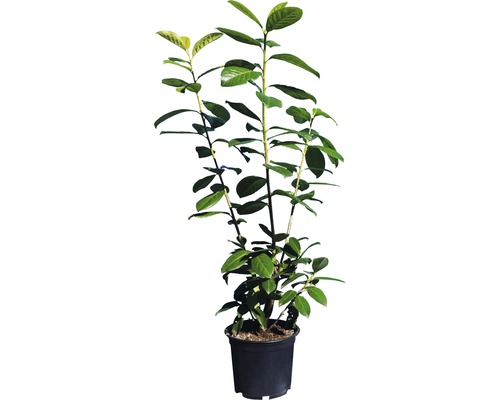 Heckenpflanze Kirschlorbeer 'Novita' 60/80 cm 3 L-Topf ab 15 Stück