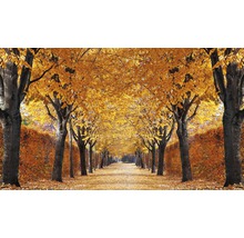 Allee mit Laubbäumen im Herbst