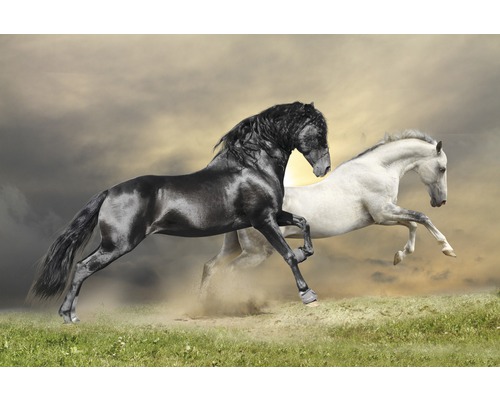 Fototapete Papier 97334 Black and White Horses 7-tlg. 350 x 260 cm