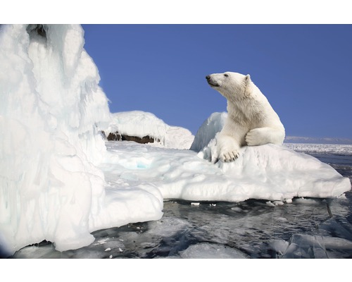 Fototapete Papier 97335 Polar Bear 7-tlg. 350 x 260 cm