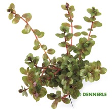 Dennerle Wasserpflanze Rotala rotundifolia