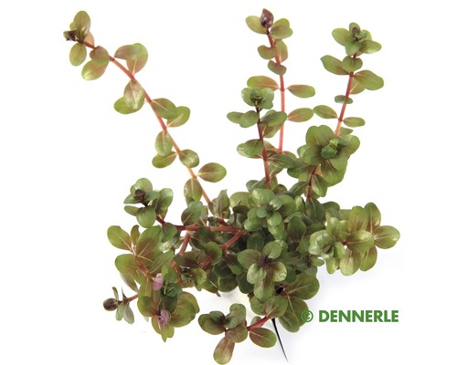 Kleinblättrige Rotala, anpassungsfähig Dennerle Wasserpflanze Rotala rotundifolia