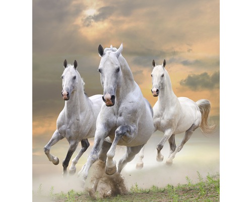 Fototapete Papier 97338 White Stallions in Dust 7-tlg. 350 x 260 cm