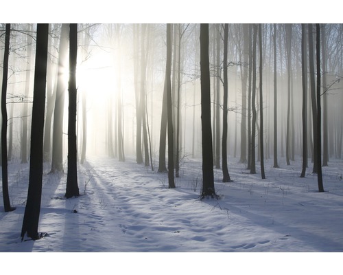 Fototapete Vlies 18340 Misty Winter Forest 7-tlg. 350 x 260 cm