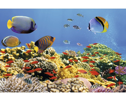 Fototapete Vlies 18341 Coral Colony Red Sea 7-tlg. 350 x 260 cm