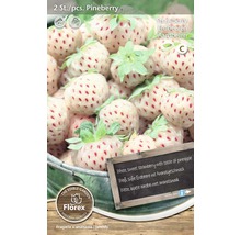 Rhizome Erdbeere 'Pineberry' rosa 2 Stk