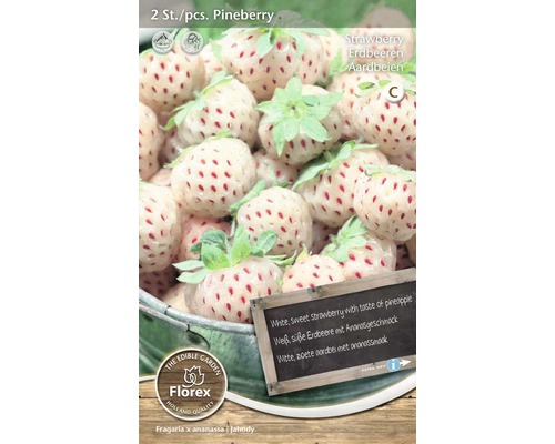 Rhizome Erdbeere 'Pineberry' rosa 2 Stk