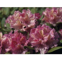 Kalktolerante Alpenrose Rhododendron Inkarho® 'Brasilia' H 25-30 cm Co 5 L, orange