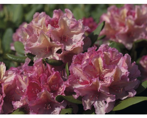 Kalktolerante Alpenrose Rhododendron Inkarho® 'Brasilia' H 25-30 cm Co 5 L