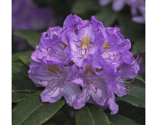 Easydendron Rhododendron Inkarho® 'Cat Grandiflorum' H 25-30 cm Co 5 L kalktolerante Rhododendron Easydendron Rhododendron Inkarho® 'Cat Grandiflorum' H 25-30 cm Co 5 L kalktolerante Rhododendron