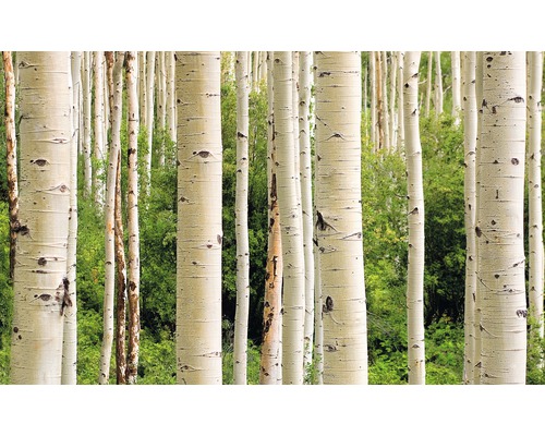 Fototapete Papier 97345 Aspen Woods in Summer 7-tlg. 350 x 260 cm
