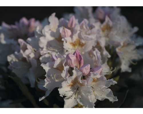 Easydendron Rhododendron Inkarho® 'Cunninghams White' H 25-30 cm Co 5 L kalktolerante Rhododendron