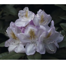 Nahaufnahme einer Rhododendronblüte