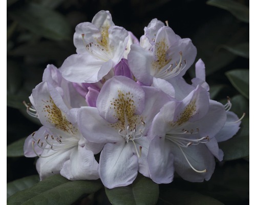 Easydendron Rhododendron Inkarho® 'Gomer Waterer' H 30-40 cm Co 5 L kalktolerante Rhododendron