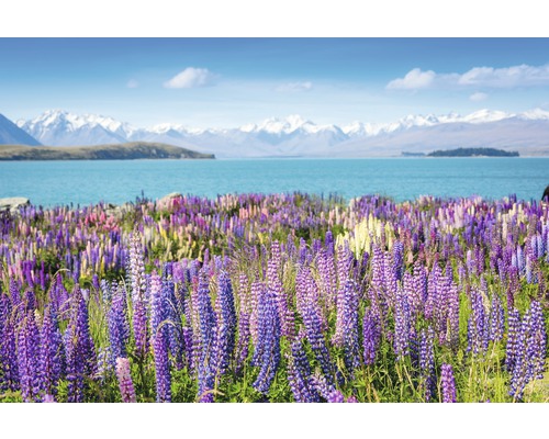 Fototapete Vlies 18349 Montain Lake with Flowers 7-tlg. 350 x 260 cm
