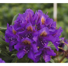 Nahaufnahme einer violetten Rhododendronblüte
