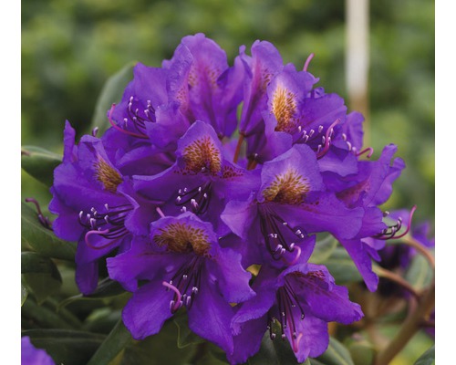 Easydendron Rhododendron Inkarho® 'Marcel Menard' H 25-30 cm Co 5 L kalktolerante Rhododendron Easydendron Rhododendron Inkarho® 'Marcel Menard' H 25-30 cm Co 5 L kalktolerante Rhododendron
