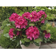 Easydendron Rhododendron Inkarho® 'Nova Zembla' H 30-40 cm Co 5 L kalktolerante Rhododendron