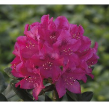 Easydendron Rhododendron Inkarho® 'Nova Zembla' H 30-40 cm Co 5 L kalktolerante Rhododendron