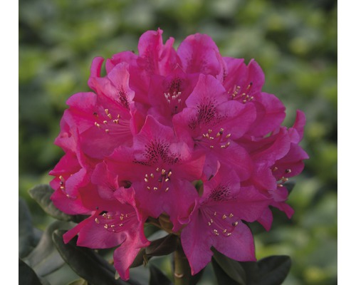 Easydendron Rhododendron Inkarho® 'Nova Zembla' H 30-40 cm Co 5 L kalktolerante Rhododendron