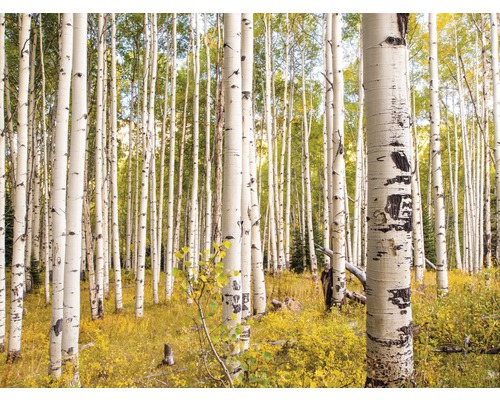 Fototapete Vlies 18357 Birches in Rocky Mountains 7-tlg. 350 x 260 cm