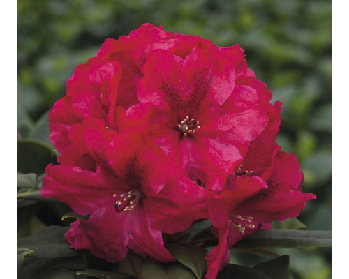 Easydendron Rhododendron Inkarho® 'Rabatz' H 25-30 cm Co 5 L kalktolerante Rhododendron