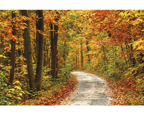 Fototapete Papier 97360 Pathway in Colorful Autumn 7-tlg. 350 x 260 cm