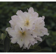 Nahaufnahme einer Rhododendronblüte
