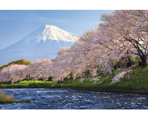Fototapete Vlies 18370 Fuji and Sakura 7-tlg. 350 x 260 cm