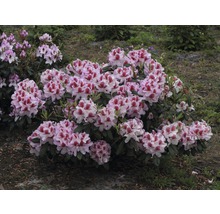 Blühender Rhododendronstrauch im Garten