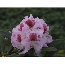 Nahaufnahme einer Rhododendronblüte