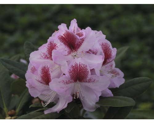 Alpenrose Rhododendron x Hybride 'Belami' H 30-40 cm Co 5 L