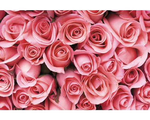 Fototapete Papier 97381 Pink Rose Flowers 7-tlg. 350 x 260 cm