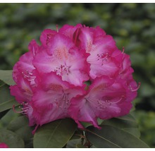 Nahaufnahme einer Rhododendronblüte