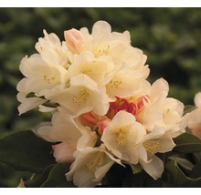 Nahaufnahme einer Rhododendronblüte