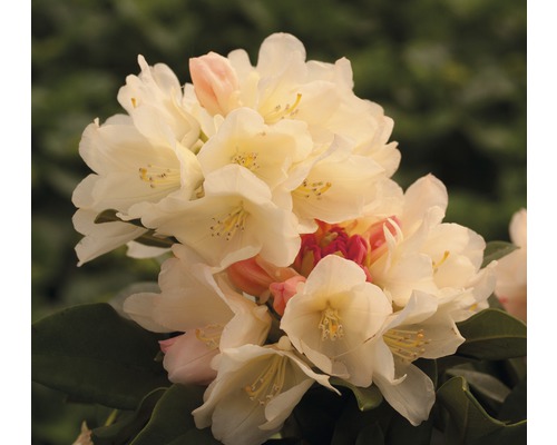 Ball-Rhododendron Rhododendron degronianum ssp. yakushimanum 'Golden Torch' H 25-30 cm Co 5 L