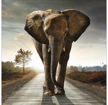 Ein Elefant geht auf einer Straße