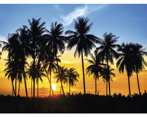 Fototapete Vlies 18389 Coconut Palm Trees 7-tlg. 350 x 260 cm