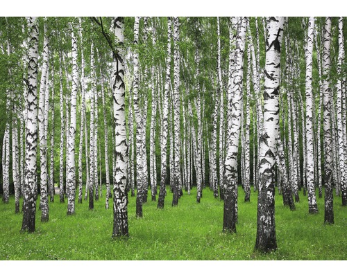 Fototapete Papier 97390 Summer Birch Forest 7-tlg. 350 x 260 cm