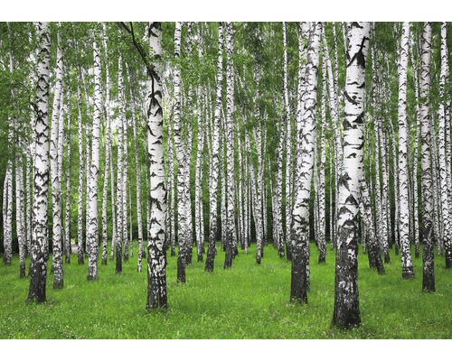 Fototapete Vlies 18390 Summer Birch Forest 350 x 260cm 7-tlg. 350 x 260 cm Fototapete Vlies 18390 Summer Birch Forest 350 x 260cm 7-tlg. 350 x 260 cm