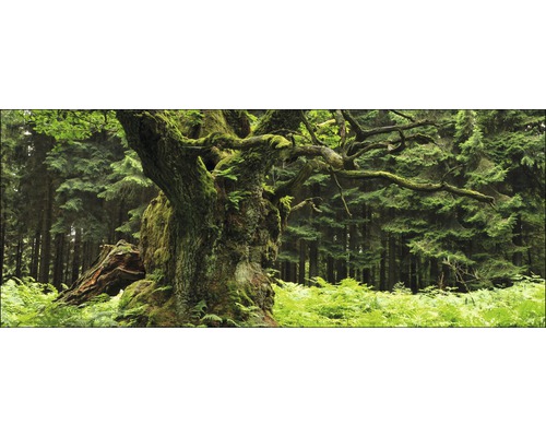Glasbild Oak Tree 50x125 cm