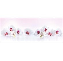 Weiße Orchideenblüten