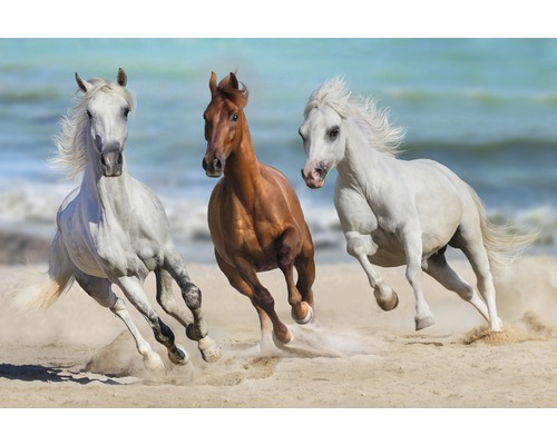 Fototapete Vlies 18402 Horse Herd Run Gallop 7-tlg. 350 x 260 cm