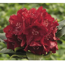 Blühende, rote Rhododendronpflanze