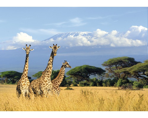 Fototapete Vlies 18403 Giraffes at Kilimanjaro 7-tlg. 350 x 260 cm